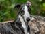 Whippet Selma - aug 2022, 9 måneder gammel