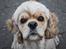 Amerikansk cocker spaniel Viggo Pedersen 