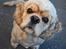 Amerikansk cocker spaniel Viggo Pedersen 