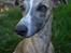 Whippet Falcon (Tanalorn Mr. Quade)