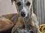 Whippet Falcon (Tanalorn Mr. Quade)