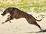 Whippet Falcon (Tanalorn Mr. Quade)