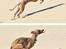 Whippet Falcon (Tanalorn Mr. Quade)
