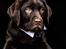 Labrador retriever Cody