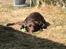 Labrador retriever Cody