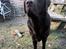 Labrador retriever Cody