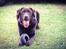 Labrador retriever Cody