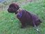 Labrador retriever Cody