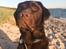 Labrador retriever Cody