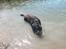 Labrador retriever Cody