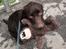 Labrador retriever Cody