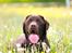 Labrador retriever Cody