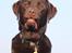 Labrador retriever Cody