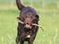Labrador retriever Cody
