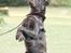 Labrador retriever Cody