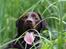 Labrador retriever Cody