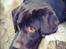 Labrador retriever Cody