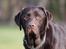 Labrador retriever Cody
