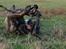 Hollandsk hyrdehund Jessie - Angrebet af pind. Okt 22