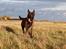 Hollandsk hyrdehund Jessie - Okt 22