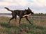 Hollandsk hyrdehund Jessie