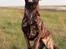Hollandsk hyrdehund Jessie
