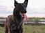 Hollandsk hyrdehund Jessie - 1 år og 8 mdr