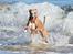 Whippet Falcon (Tanalorn Mr. Quade)