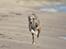 Whippet Falcon (Tanalorn Mr. Quade)
