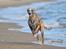 Whippet Falcon (Tanalorn Mr. Quade)