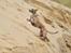 Whippet Falcon (Tanalorn Mr. Quade)