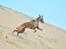 Whippet Falcon (Tanalorn Mr. Quade)