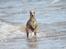 Whippet Falcon (Tanalorn Mr. Quade)