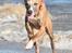 Whippet Falcon (Tanalorn Mr. Quade)