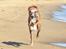 Whippet Falcon (Tanalorn Mr. Quade)