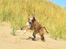 Whippet Falcon (Tanalorn Mr. Quade)