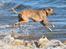 Whippet Falcon (Tanalorn Mr. Quade)