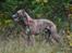 Whippet Falcon (Tanalorn Mr. Quade)