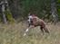 Whippet Falcon (Tanalorn Mr. Quade)