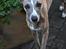Whippet Falcon (Tanalorn Mr. Quade)