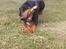 Dobermann Bella