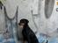 Dobermann Bella