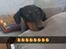 Dobermann Bella