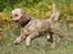 Amerikansk cocker spaniel Viggo Pedersen 