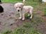 Labrador retriever Puk