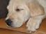 Labrador retriever Puk