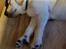 Labrador retriever Puk