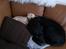 Labrador retriever Puk
