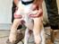 Labrador retriever Puk