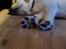 Labrador retriever Puk